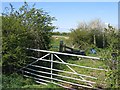 Field Gate, Hedges and Sheep from Highfield Lane in CH3 9EN