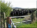 Cattle near Highfield Lodge in CH3 9EN