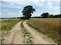 Farm track off the road to Little Saxham in IP29 5JN
