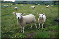 Lambs at Kexby Stray Farm in YO41 4AX