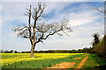 Oil seed rape field near Milton Park, Peterborough in PE6 7AE