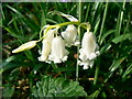 A white bluebell in Hen's Wood near Marlborough in SN8 2HW
