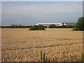 Wheat field by Whaddon Road in SG8 6NQ