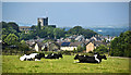 Cattle resting with Clitheroe Castle beyond in BB7 1FU