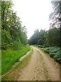Holly Hatch Inclosure, forestry road in BH24 3QZ