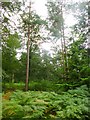 Holly Hatch Inclosure, mixed woodland in BH24 3QZ