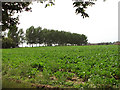 Sugar beet crop field by Guton Hall in NR10 4PH