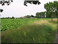 View towards Guton Hall in NR10 4PH