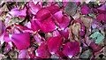Fallen rose petals in KY13 0QR