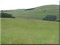 Pasture above Blackhaugh in TD1 1TW