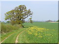 Footpath East of Colemore in GU34 3PZ