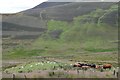 Cattle and sheep, Boghall Glen in EH26 0PG