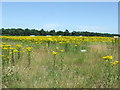 Field Of Ragwort in IP12 3HU