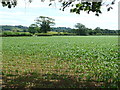Maize Field near Monkwood in DT6 5PF
