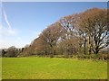 Laneside beeches above Rumleigh in PL20 7HH