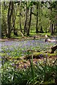 Bluebells in Roydon Woods, New Forest in SO42 7UB