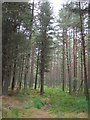 Culloden Forest in IV2 5ES