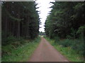 Track into Culloden Forest in IV2 5ES