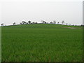Farmland view towards a gentle hill in Sedgefield