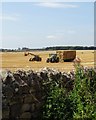 Farming near South Anston in S25 5JD