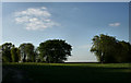 Trees marking a field boundary near Stemps Wood and orchards on Acton Farm in TN30 7JE
