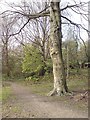 Path and tree, Gledhow Park in LS8 1HL