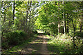 Way through the woods in TN26 3RA