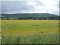 Crop field near Westerton in AB54 4TE