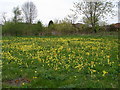 Cowslips in SR8 1PG