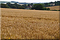 North Devon : Crop Field in EX36 4LB