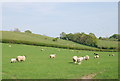 Sheep grazing by Pennymoor Pitt Farm in SP8 5ND