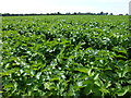 A field of parsnips near Anmer in PE31 6DP