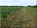 Sugar beet crop and headland near Anmer in PE31 6DP
