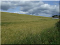 Crop field near Ballachraggan Farm Cottages in IV17 0XR
