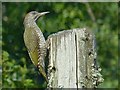 Juvenile Green Woodpecker in PL17 7NL