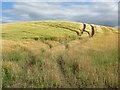 Barley above Pittachope in KY15 4PB