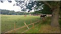 Horse Riding Farm in KT12 4AT