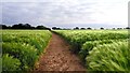 Footpath through Barley in OX7 3BA
