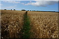 Footpath through a cereal crop in TQ9 7JY