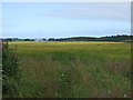 Crop field, Perwinnes in AB22 8DU