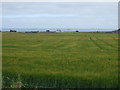 Crop field off the A90 in AB23 8BD