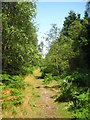 Path in Rendlesham Forest in Capel St. Andrew
