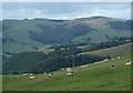 Upland grazing above Faedre Fawr and Faedre Fach in SY17 5RS