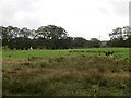Cattle near Auldhouse in G75 9DX
