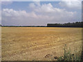 Crop field. Chequers Corner in PE14 8DJ