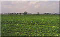 Crop field off Needham Bank in PE14 0NH