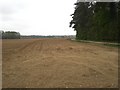 Potato field beside Scarboro' Wood, Holkham Park in NR23 1RU