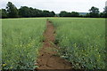 Footpath through young rape in OX29 4DF