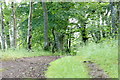 Druidsmere Wood, Ardblair, Blairgowrie in PH10 6QB