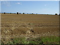 Stubble field in Bridlington Central and Old Town Ward